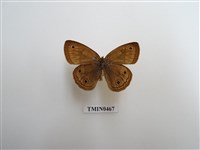 藏品(古眼蝶)的圖片